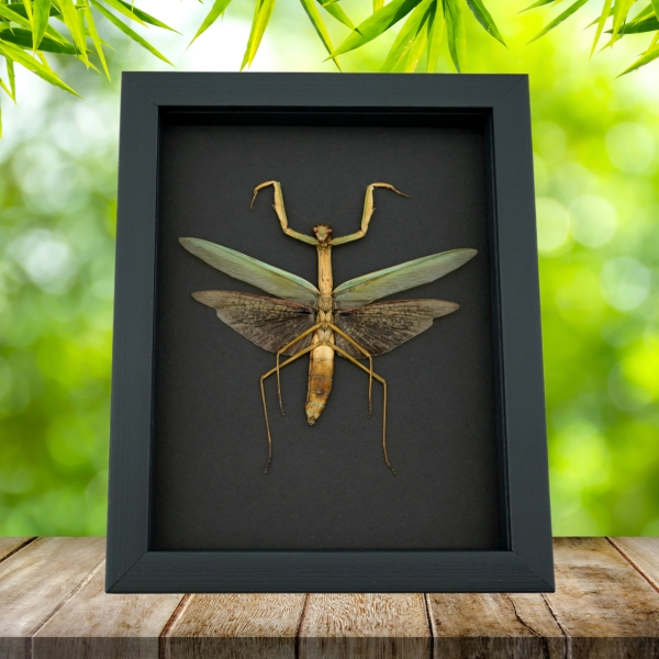 Tenodera sinensis Large Mottled Praying Mantis Framed Insect Taxidermy Moonlight Display
