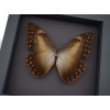 Morpho Telemachus foucheri Golden Morpho Butterfly Moonlight Display Framed Taxidermy