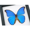 Framed Blue Morpho Butterfly Morpho menelaus alexandrovna Taxidermy Classic Black Display