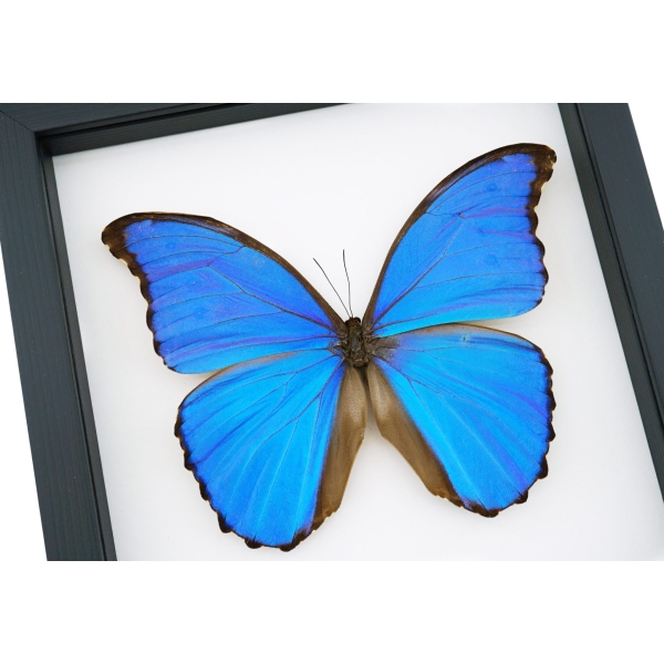 Framed Blue Morpho Butterfly Morpho menelaus alexandrovna Taxidermy Classic Black Display