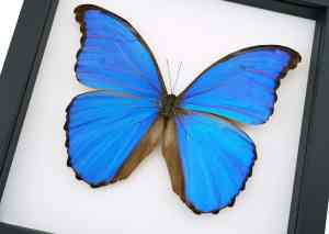 Framed Blue Morpho Butterfly Morpho menelaus alexandrovna Taxidermy Classic Black Display