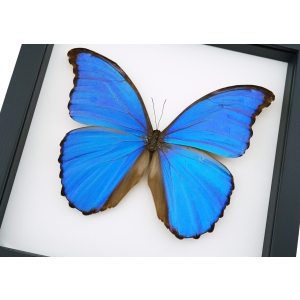 Framed Blue Morpho Butterfly Morpho menelaus alexandrovna Taxidermy Classic Black Display