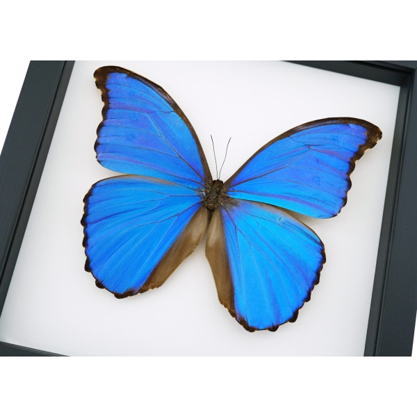 Framed Blue Morpho Butterfly Morpho menelaus alexandrovna Taxidermy Classic Black Display