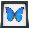 Framed Blue Morpho Butterfly Morpho menelaus alexandrovna Taxidermy Classic Black Display