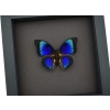 Rare Electric Blue Hybrid Butterfly Agrias beatifica lachaumei Prepona laertes Framed Taxidermy Moonlight Display