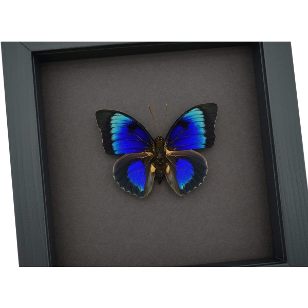 Rare Electric Blue Hybrid Butterfly Agrias beatifica lachaumei Prepona laertes Framed Taxidermy Moonlight Display