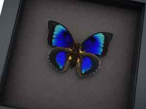 Rare Electric Blue Hybrid Butterfly Agrias beatifica lachaumei Prepona laertes Framed Taxidermy Moonlight Display