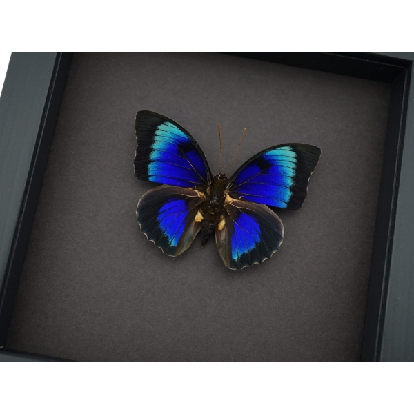 Rare Electric Blue Hybrid Butterfly Agrias beatifica lachaumei Prepona laertes Framed Taxidermy Moonlight Display