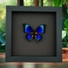 Rare Electric Blue Hybrid Butterfly Agrias beatifica lachaumei Prepona laertes Framed Taxidermy Moonlight Display