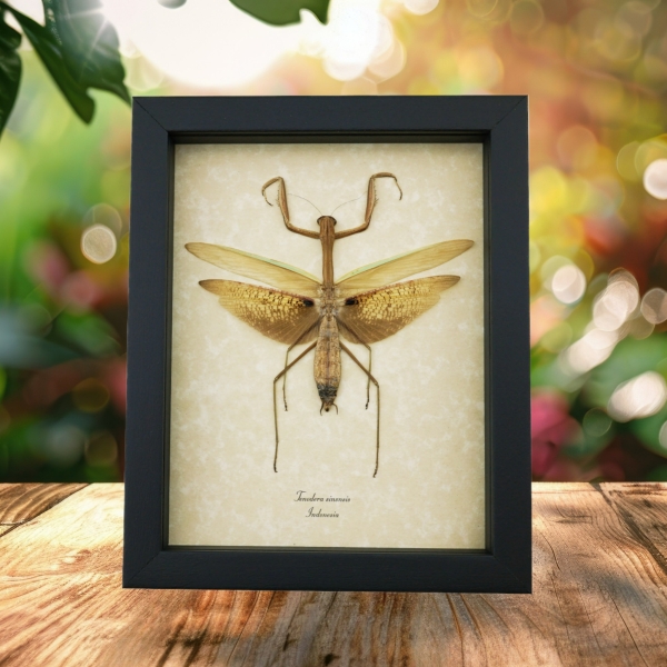 Tenodera sinensis Large Mottled Praying Mantis Framed Insect Taxidermy Display