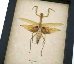 Tenodera sinensis Large Mottled Praying Mantis Framed Insect Taxidermy Display
