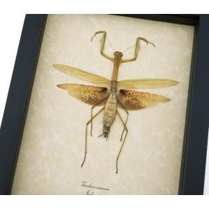 Tenodera sinensis Large Mottled Praying Mantis Framed Insect Taxidermy Display