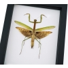Tenodera sinensis Large Mottled Praying Mantis Framed Insect Taxidermy Classic Black Display