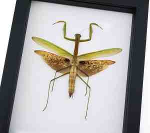 Tenodera sinensis Large Mottled Praying Mantis Framed Insect Taxidermy Classic Black Display