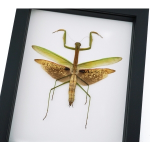Tenodera sinensis Large Mottled Praying Mantis Framed Insect Taxidermy Classic Black Display