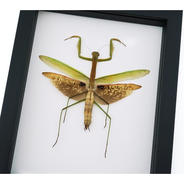 Tenodera sinensis Large Mottled Praying Mantis Framed Insect Taxidermy Classic Black Display