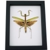 Tenodera sinensis Large Mottled Praying Mantis Framed Insect Taxidermy Classic Black Display