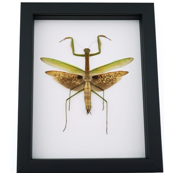 Tenodera sinensis Large Mottled Praying Mantis Framed Insect Taxidermy Classic Black Display