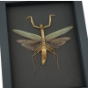 Tenodera sinensis Large Mottled Praying Mantis Framed Insect Taxidermy Moonlight Display