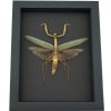 Tenodera sinensis Large Mottled Praying Mantis Framed Insect Taxidermy Moonlight Display