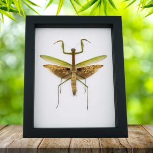 Tenodera sinensis Large Mottled Praying Mantis Framed Insect Taxidermy Classic Black Display