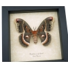 Hyalophora cecropia Female Moth Real Framed Taxidermy Display