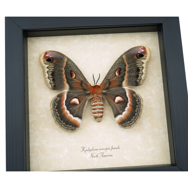 Hyalophora cecropia Female Moth Real Framed Taxidermy Display