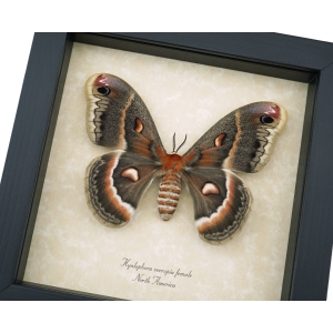 Hyalophora cecropia Female Moth Real Framed Taxidermy Display