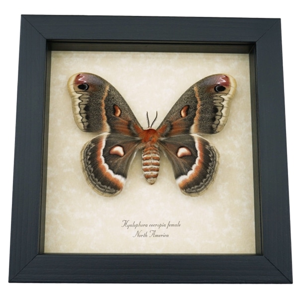 Hyalophora cecropia Female Moth Real Framed Taxidermy Display