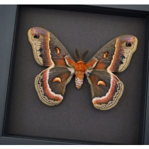 Hyalophora cecropia Moth male Framed Insect Taxidermy Moonlight Display