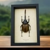 Giant Hercules Beetle Flying Dynastes hercules lichyi 138mm Rare Framed Taxidermy Display