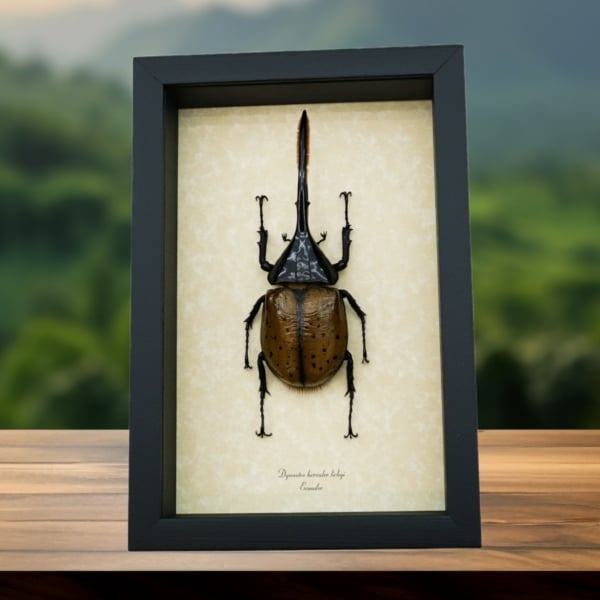 Giant Hercules Beetle Flying Dynastes hercules lichyi 138mm Rare Framed Taxidermy Display