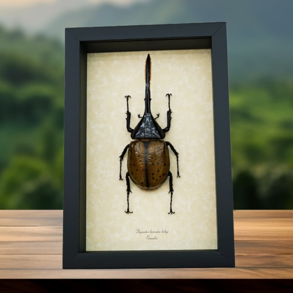 Giant Hercules Beetle Flying Dynastes hercules lichyi 138mm Rare Framed Taxidermy Display Giant Hercules Beetle Flying Dynastes hercules lichyi 138mm Rare Framed Taxidermy Display