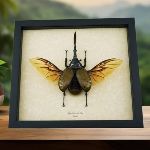 Giant Hercules Beetle Flying Dynastes hercules lichyi 138mm Rare Framed Taxidermy Display