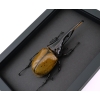 Giant Hercules Beetle Dynastes hercules lichyi 138mm Rare Framed Taxidermy Moonlight Display