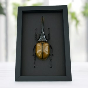 Giant Hercules Beetle Dynastes hercules lichyi 138mm Rare Framed Taxidermy Moonlight Display