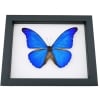 Morpho rhetenor cacica Blue Morpho Butterfly Framed Taxidermy Classic Black Display