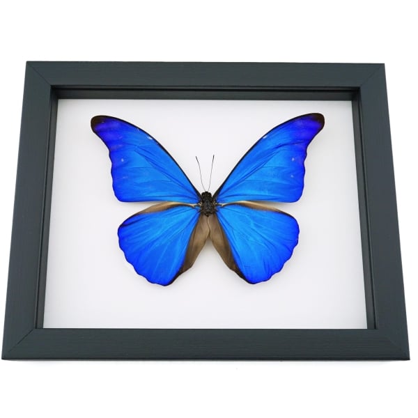 Morpho rhetenor cacica Blue Morpho Butterfly Framed Taxidermy Classic Black Display