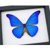 Morpho rhetenor cacica Blue Morpho Butterfly Framed Taxidermy Classic Black Display
