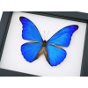 Morpho rhetenor cacica Blue Morpho Butterfly Framed Taxidermy Classic Black Display