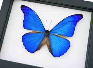 Morpho rhetenor cacica Blue Morpho Butterfly Framed Taxidermy Classic Black Display