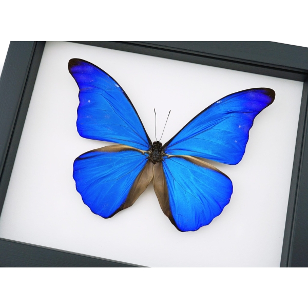 Morpho rhetenor cacica Blue Morpho Butterfly Framed Taxidermy Classic Black Display