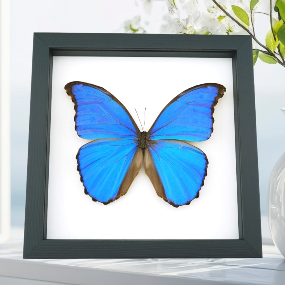 Framed Blue Morpho Butterfly Morpho menelaus alexandrovna Taxidermy Classic Black Display