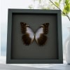Real Lavender Butterfly Morpho theseus schwertzerii Framed Taxidermy Moonlight Display