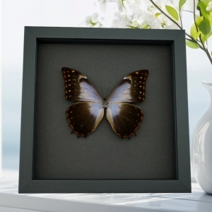 Real Lavender Butterfly Morpho theseus schwertzerii Framed Taxidermy Moonlight Display