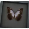 Real Lavender Butterfly Morpho theseus schwertzerii Framed Taxidermy Moonlight Display