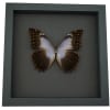 Real Lavender Butterfly Morpho theseus schwertzerii Framed Taxidermy Moonlight Display