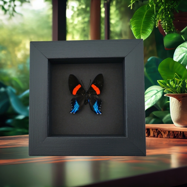 Ancyluris Miranda Frilled Majestic Butterfly Framed Taxidermy Moonlight Display