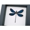 Framed Damselfly Aurora Borealis Blue Damselfly Classic Black Display