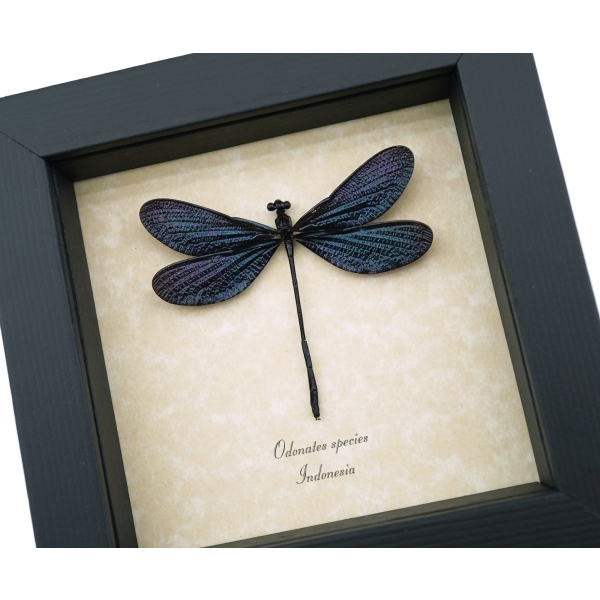 Real framed Damselfly Aurora Borealis Glittery Electric Purple Damselfly